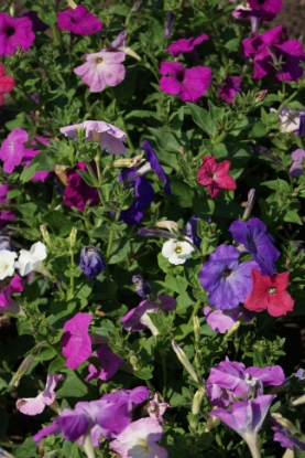 Picture of Petunia - Crown Multiflora F2